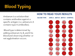 18 Blood Typing Blood Types Agglutination Chart