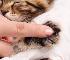 t your kitten s nails