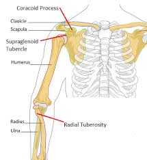 biceps brachii muscle anatomy