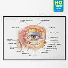 Human Detail Eye Anatomy Muscular System Poster Print A4