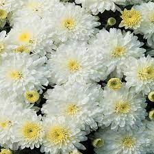 I have seen them in yellow, orange, purple, pink, white and red. 1 71 Pint White Chrysanthemum Plant 17103 The Home Depot