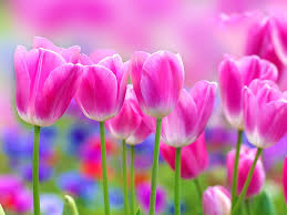 pink tulip flowers pink tulips nature