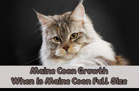 While it can vary from a hanging primordial pouch can make it seem as if your cat has put on some flab. Maine Coon Growth And When Is Maine Coon Full Size Unusual Pets Guide