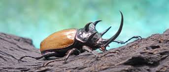 beetle insect facts a z s