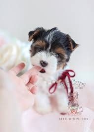 Call or send us a message for price and pick up or delivery. Teacup Puppy Breeds For Sale Teacup Puppies Boutique