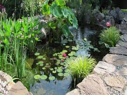 the 5 types of pond plants and which