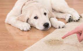 pet stains on your carpet frustrating