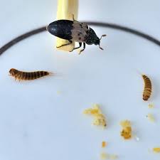 hide beetle control and treatments for