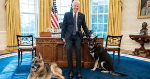 The dog and its sibling major moved to the white house along with the bidens. Biden S Dog Bit Someone