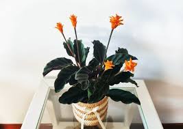 24 plantas de interior con flor para tu