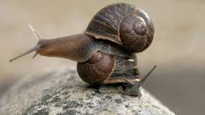 rare garden snail