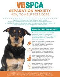 separation anxiety how to help pets