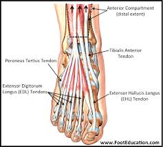 Unlike tendons, which connect muscle to bone, ligaments connect bones to other bones. Anatomy Of The Foot And Ankle Orthopaedia