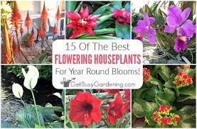 15 Of The Best Flowering Houseplants