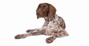 german shorthaired pointer pictures