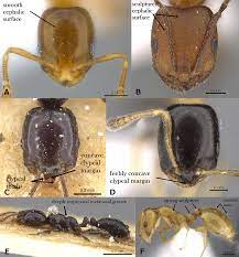 Monomorium (Hymenoptera: Formicidae) of the Arabian Peninsula with  description of two new species, M. heggyi sp. n. and M. khalidi sp. n.  [PeerJ]
