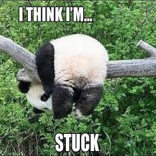 panda meme I think Im stuck | Makes Me Smile | Pinterest | Pandas ... via Relatably.com