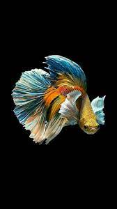 hd betta wallpapers peakpx