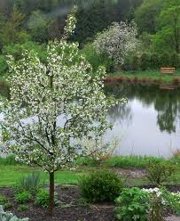 The Value Of Small Ornamental Trees