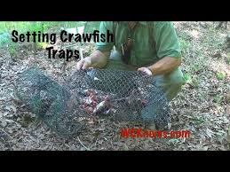 setting and checking the crawfish traps