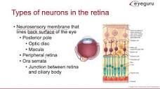 5.01: Anatomy of the retina - EyeGuru