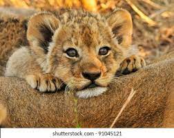Lion Cub Resting On Mom Stock Photo 91045121 | Shutterstock
