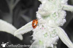 release ladybugs into your garden