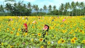 Di indonesia, nama daerah yang sering digunakan antara lain panca matahari, bunga teleng matahari, bunga ledomata, kembang sarangenge, sungeng. Lima Lokasi Kebun Bunga Matahari Di Indonesia Yang Instagramable Banget Tribun Jateng
