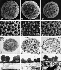COMPARATIVE POLLEN MORPHOLOGY AND ...