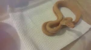 albino carpet python female you