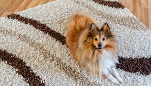 how to get dog hair out of carpet a