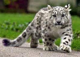 Aww Club on Twitter | Baby snow leopard, Snow leopard cub, Leopard cub