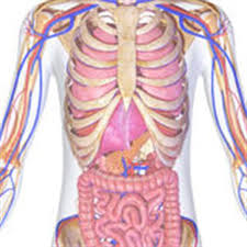 Learn more about the composition, form, and physical adaptations of the human body. Anatomy Overlay Chart Excellent Map Of How The Spine Body Overlays The Hand In Anatomy Charts Are Visual Depictions Of The Human Body Katalog Busana Muslim