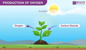 oxygen cycle process uses ion