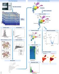 Current Best Practices In Single Cell Rna Seq Analysis A