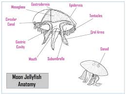 Moon Jellyfish Facts All Five Oceans
