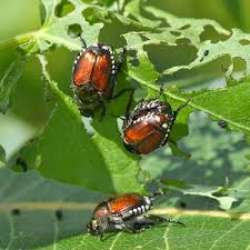 Japanese beetles are destructive plant pests. How To Get Rid Of Japanese Beetles Planet Natural