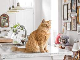 The best way to keep your cat off counters is to offer an acceptable alternative. Tips For Keeping Cats Off Kitchen Counters Apartment Therapy