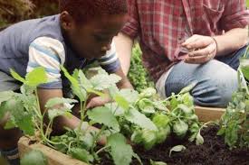 Kids Raised Vegetable Garden Ideas