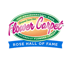 rose flower carpet ground cover roses