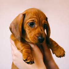 Dachshund puppies can be very rambunctious until they are at least 6 months old. 1 Dachshund Puppies For Sale In Seattle Uptown Puppies