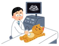 半日ペットドック | 【東京八王子駅】犬や猫の避妊手術なら | とちのき動物病院