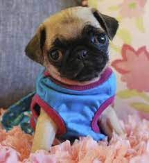 With our sales selector, you can choose puppies by breed(if has), gender, size, age and some characteristics. 7 Best Pug Breeders In California 2021 We Love Doodles