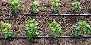 Watering System For A Vegetable Garden