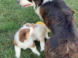 If so click here to browse all of our adorable puppies ready to find a new home. Ohio Australian Shepherd Puppies Facebook