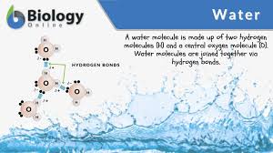 water definition and exles biology