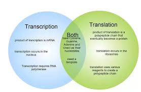 What Are The Major Differences Between Transcription And