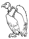 Vulture coloring pages suitable for toddlers, preschool and kindergarten kids. Vultures Coloring Pages And Printable Activities