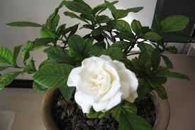 can gardenia be used for rice washing