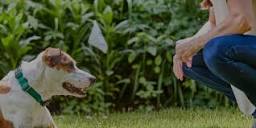 DogWatch of Mid-Alabama - Your Local Hidden Dog Fence Dealer